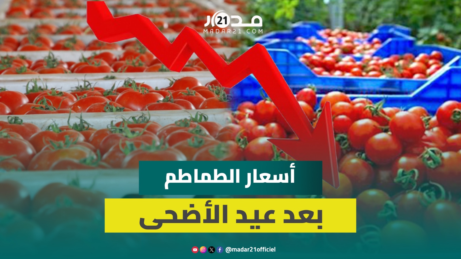 انخفاض تجاوز 2 دراهم في الكيلو.. تجار جملة إنزكان يكشفون أسعار الطماطم بعد العيد