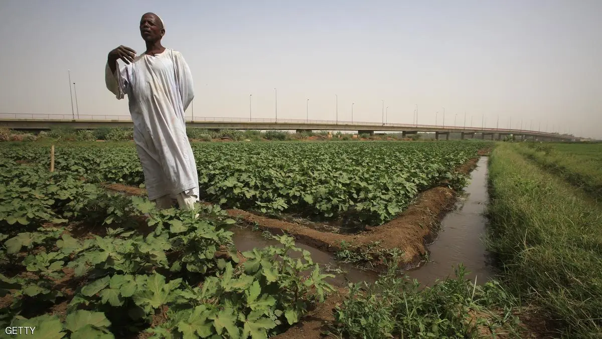 حرب السودان.. عندما يصبح الصحفي سائقا والمهندس مزارعا