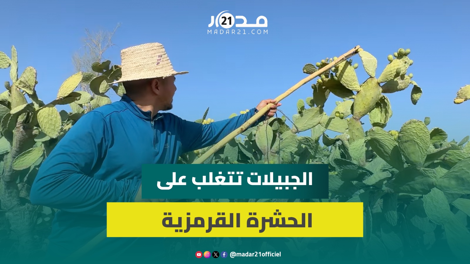 المحافظة على 34 هكتارا من الصبار المغربي الأصيل.. “الهندية” بمنطقة الجبيلات تقاوم الحشرة القرمزية