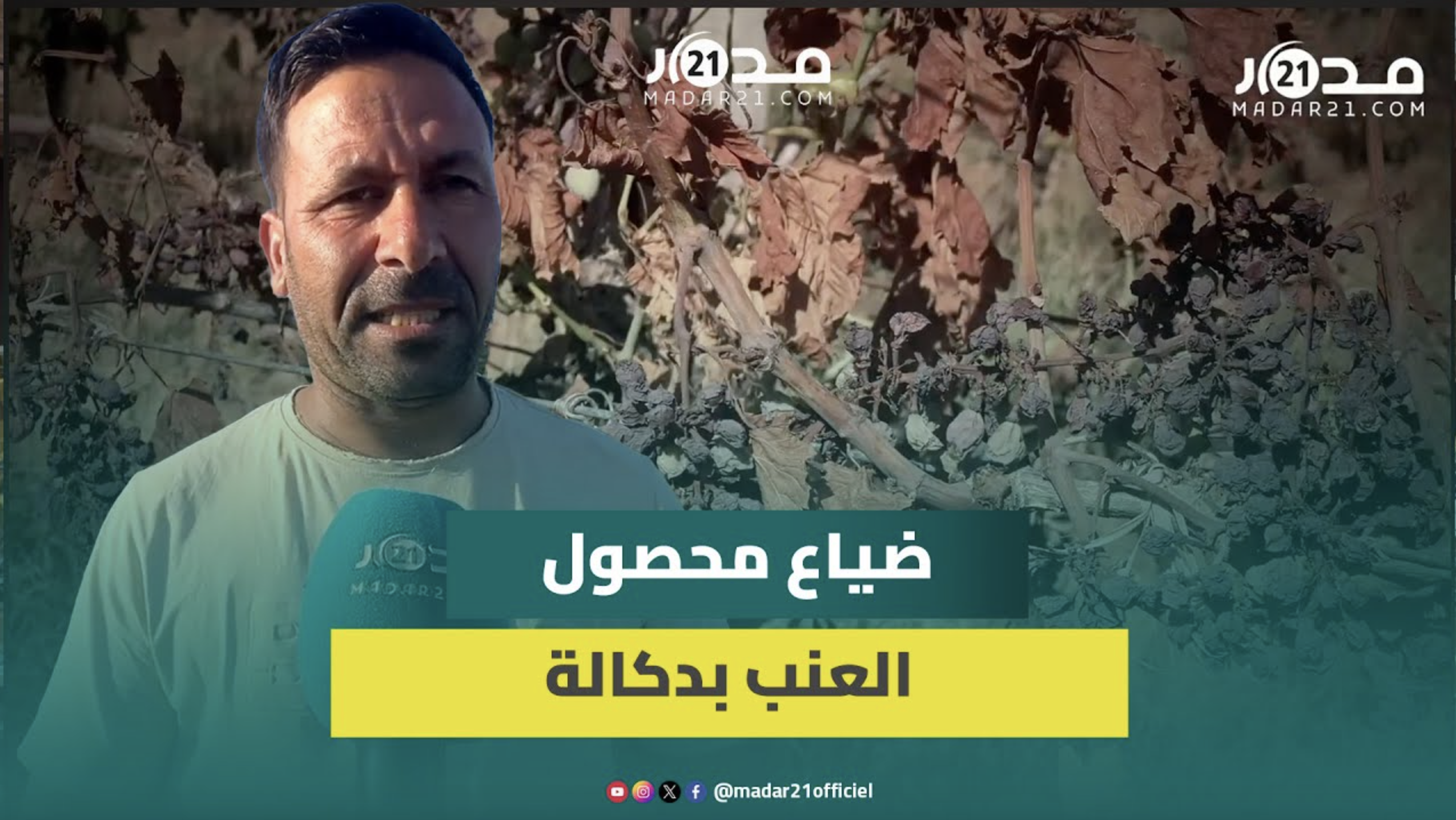 الجفاف يقضي على عنب دكالة ويلحق خسائر بملايين الدراهم بقرابة 1000 فلاح