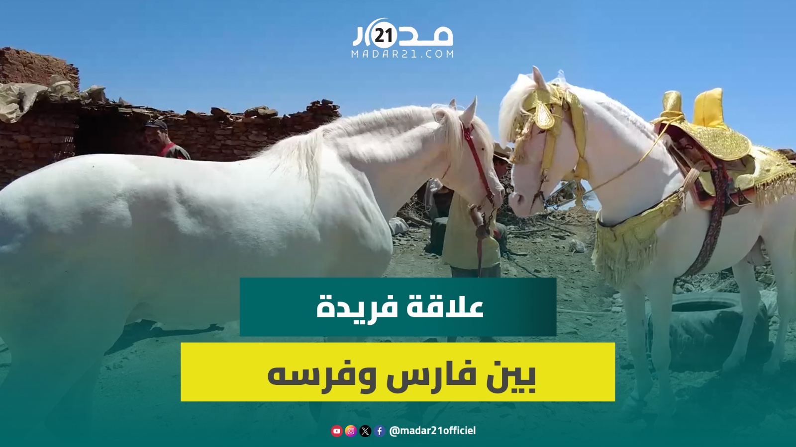 ارتباط وثيق بين فارس وفرسه: “نبقى معاه تانموت وعطاوني فيه 95 مليون”