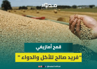 “أضكوي”.. نوع من القمح يزرع بجبال الأطلس ويستعمل بطرق مختلفة للأكل والدواء وهذه أثمنته