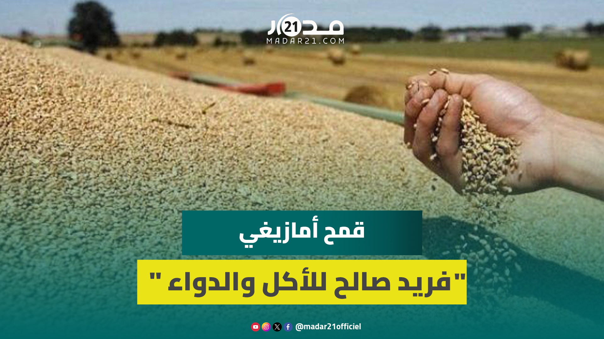 “أضكوي”.. نوع من القمح يزرع بجبال الأطلس ويستعمل بطرق مختلفة للأكل والدواء وهذه أثمنته