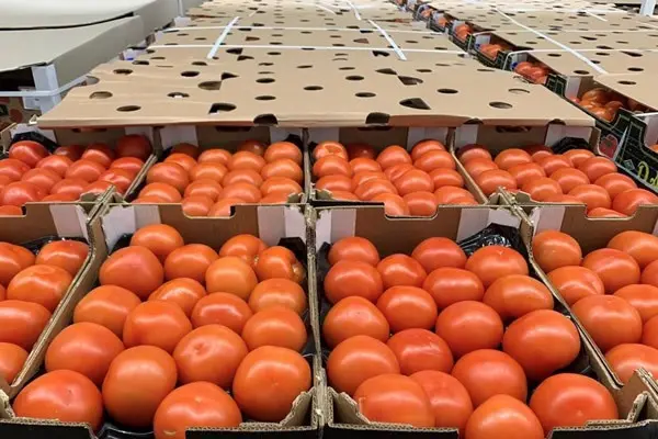 بكلفة 115 مليون يورو.. الطماطم المغربية “تغزو” الأسواق الإسبانية