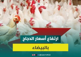 “بزاف على الدرويش”.. تجار يشتكون ضعف الإقبال ويعددون أسباب غلاء الدجاج