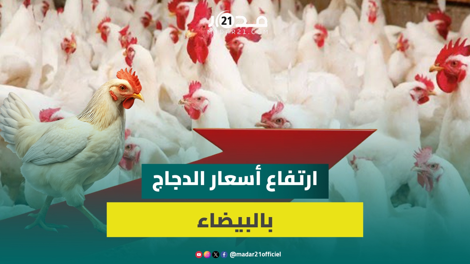 “بزاف على الدرويش”.. تجار يشتكون ضعف الإقبال ويعددون أسباب غلاء الدجاج