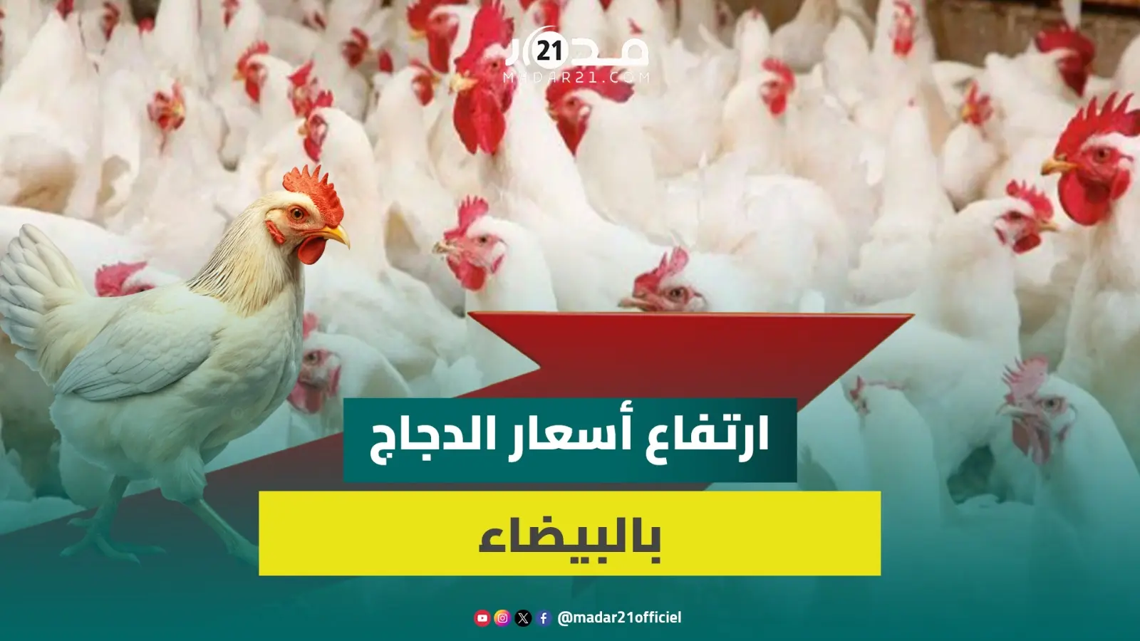 “بزاف على الدرويش”.. تجار يشتكون ضعف الإقبال ويعددون أسباب غلاء الدجاج