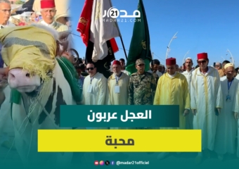 رئيس جماعة مولاي عبدالله أمغار: نقدم عجلا هدية للشرفاء الأمغاريين وليس للسيد دفين الضريح