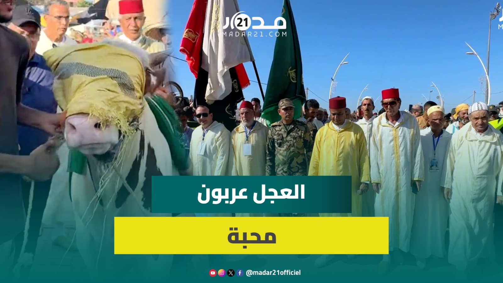 رئيس جماعة مولاي عبدالله أمغار: نقدم عجلا هدية للشرفاء الأمغاريين وليس للسيد دفين الضريح