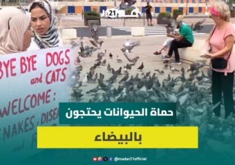 جمعيات حماية الحيوانات تحتج ضد مشروع قانون “منع” إطعام الحيوانات بلا مأوى