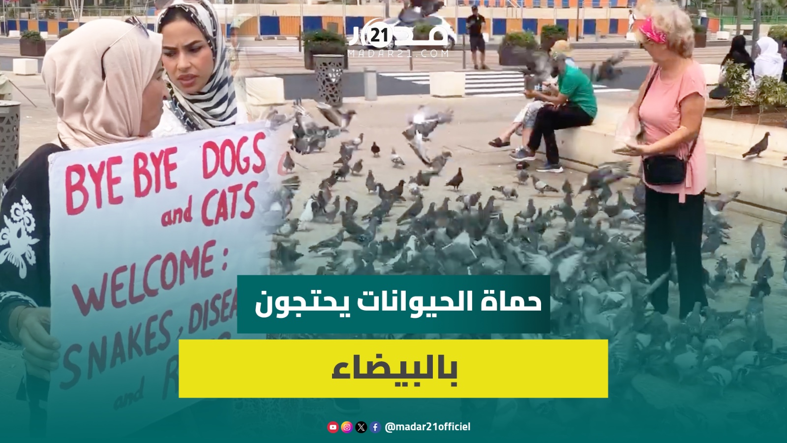 جمعيات حماية الحيوانات تحتج ضد مشروع قانون “منع” إطعام الحيوانات بلا مأوى