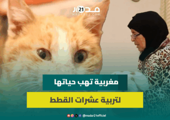 بينهم قط عمره فوق 30..مغربية تهب حياتها لتربية عشرات القطط