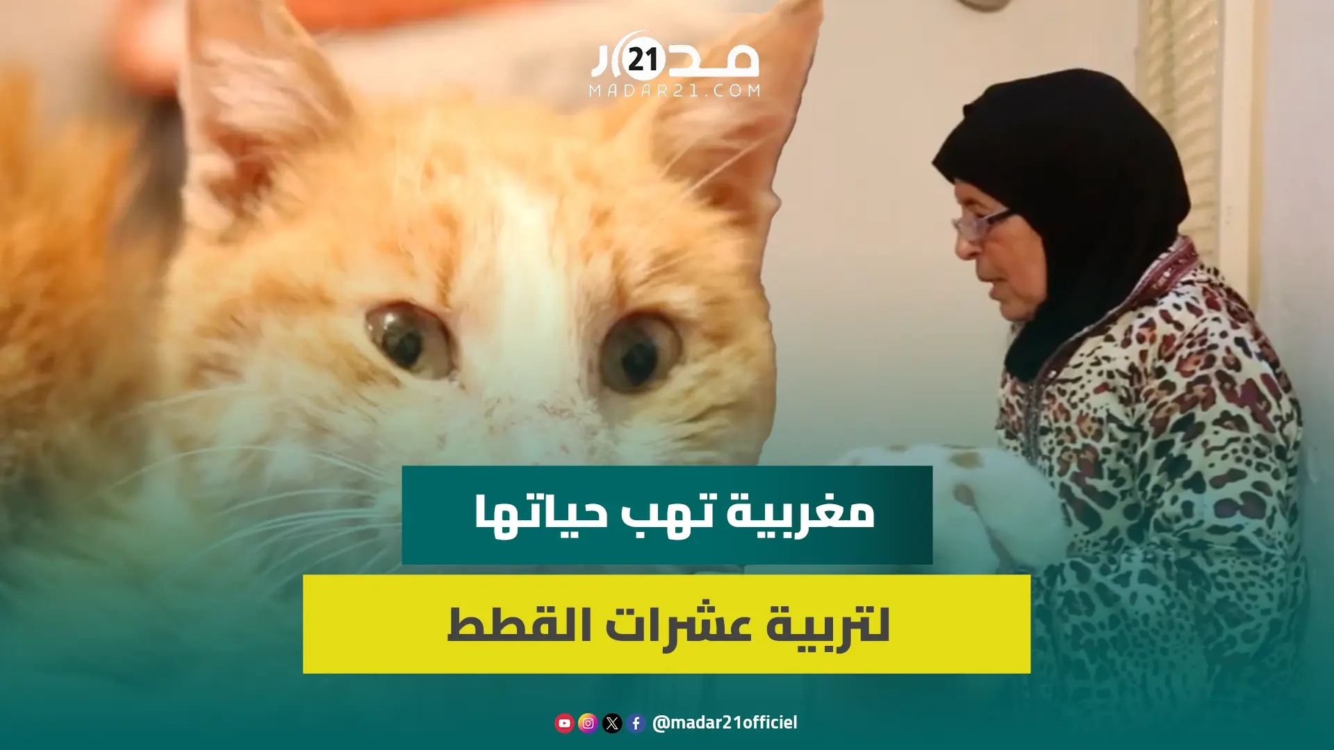 بينهم قط عمره فوق 30..مغربية تهب حياتها لتربية عشرات القطط