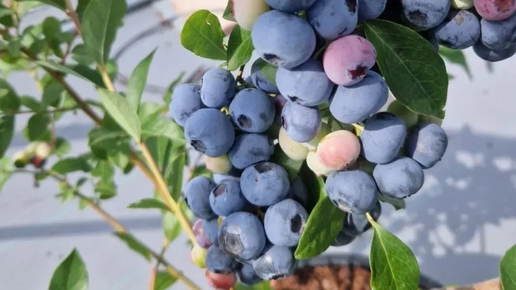 المملكة المتحدة تدفع 144 مليون دولار مقابل التوت الأزرق المغربي في عام واحد