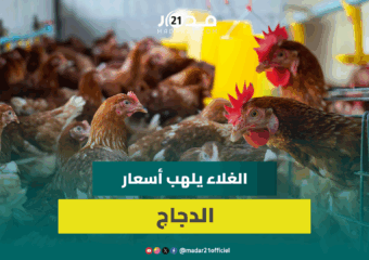 مهني: لهذه الأسباب الدجاج قليل وثمن الكيلوغرام الواحد وصل 25 درهما