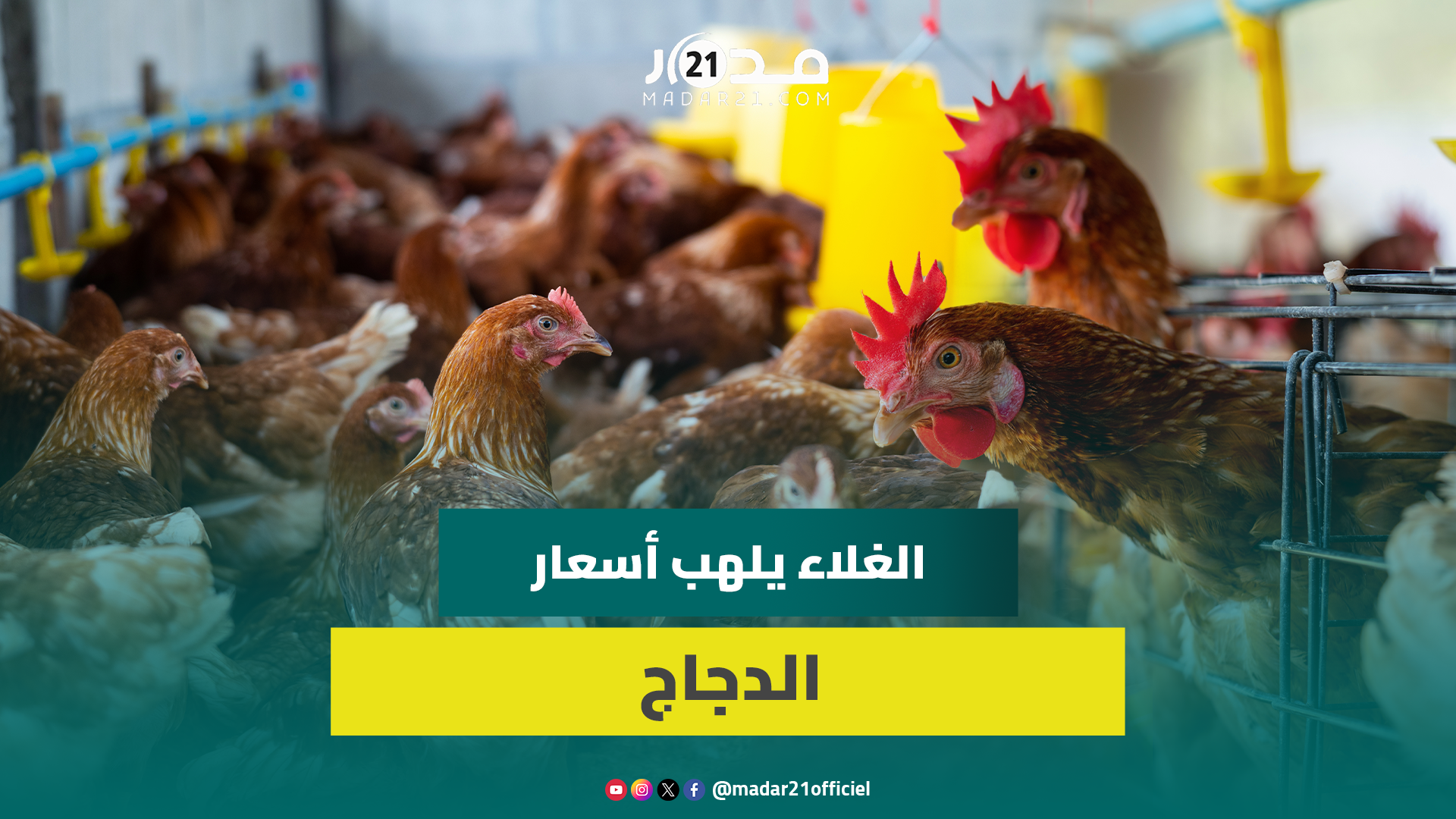 مهني: لهذه الأسباب الدجاج قليل وثمن الكيلوغرام الواحد وصل 25 درهما