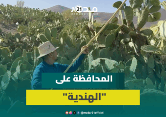 المحافظة على 34 هكتارا من الصبار المغربي الأصيل.. “الهندية” بمنطقة الجبيلات تقاوم الحشرة القرمزية