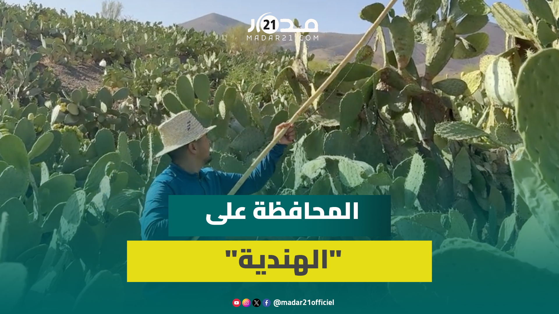 المحافظة على 34 هكتارا من الصبار المغربي الأصيل.. “الهندية” بمنطقة الجبيلات تقاوم الحشرة القرمزية