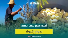 مبادرة تعاونية بأزيلال تعيد الحياة لأرض قاحلة وتزع 82 ألف شجرة في 7 سنوات