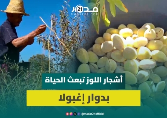مبادرة تعاونية بأزيلال تعيد الحياة لأرض قاحلة وتزع 82 ألف شجرة في 7 سنوات