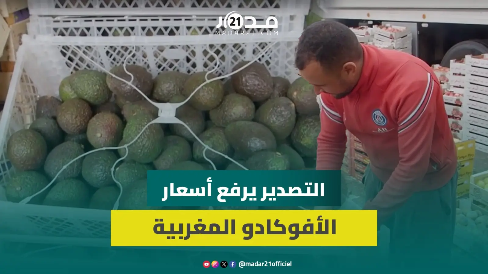 مباشر من سوق الجملة بإنزكان.. الأفوكا بـ 35 درهم للكيلو و تجار يكشفون أسرار الأسعار