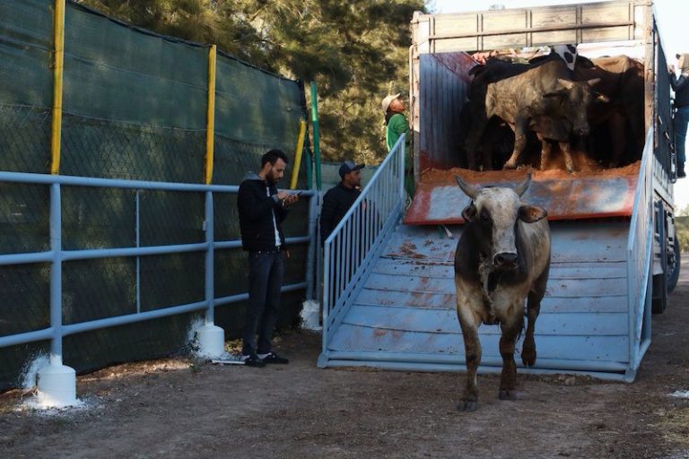 انفراج وشيك في أزمة سفن العجول المحتجزة بالبيضاء