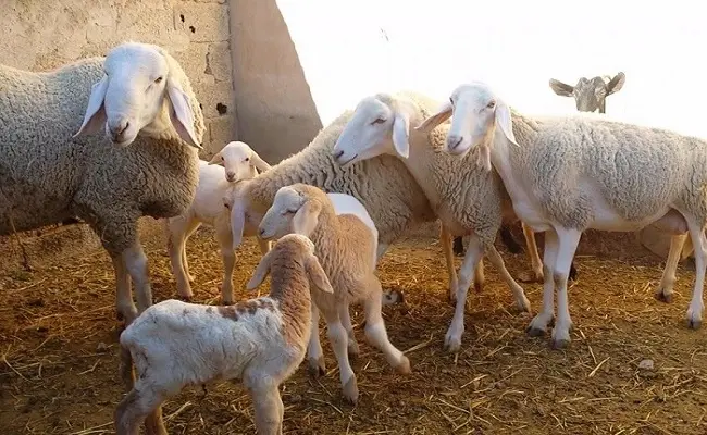 أمين عام حزب أخفى 30 “خروفا” عن وزارة الفلاحة وكشفها لوزارة الداخلية
