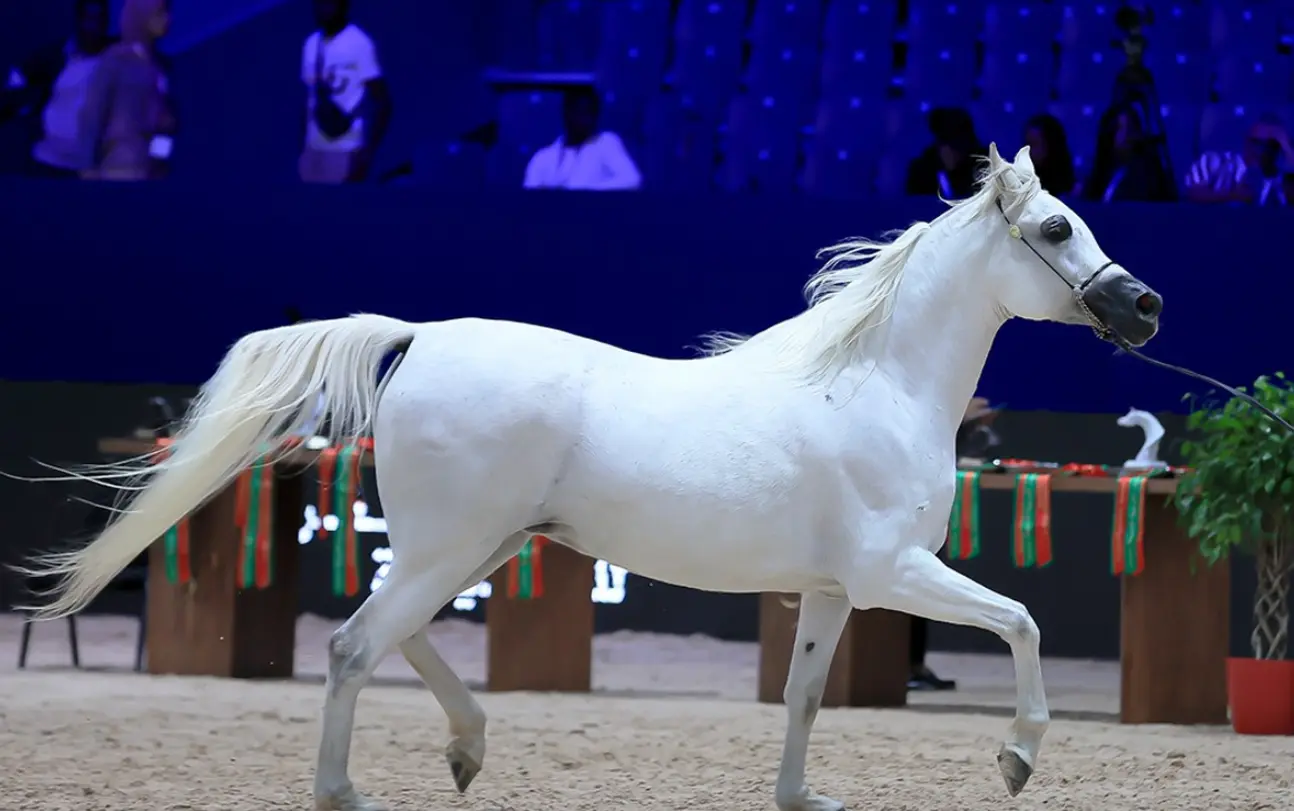 فرسان القوات المساعدة يرسمون لوحات فروسية بالجديدة