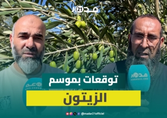 فاس مكناس.. توقعات بموسم وفير للزيتون وسط ارتياح الفلاحين