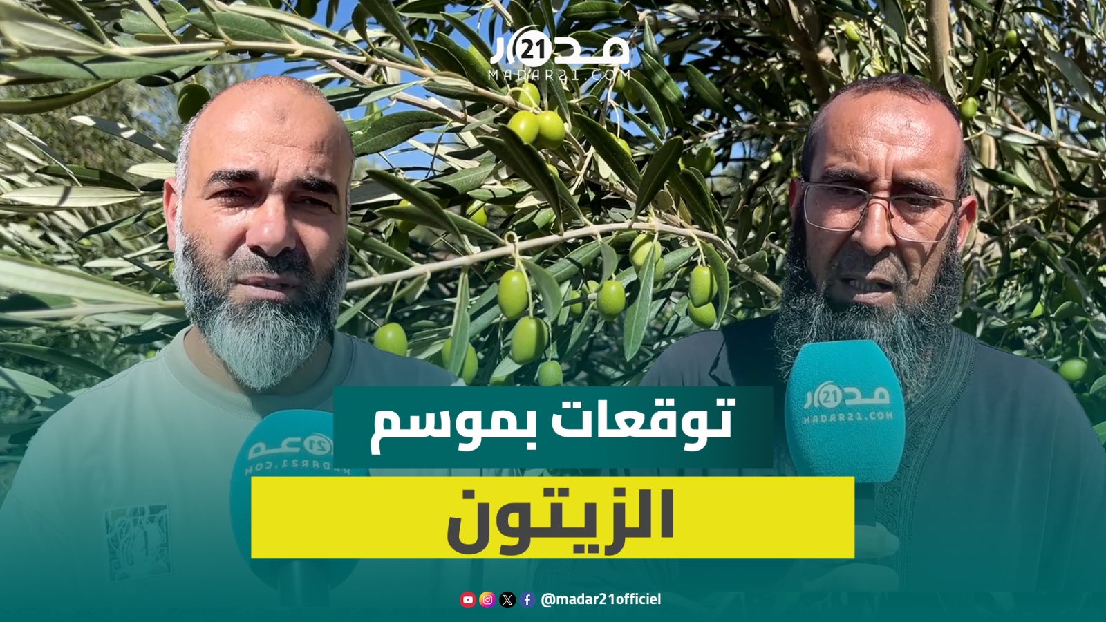 فاس مكناس.. توقعات بموسم وفير للزيتون وسط ارتياح الفلاحين