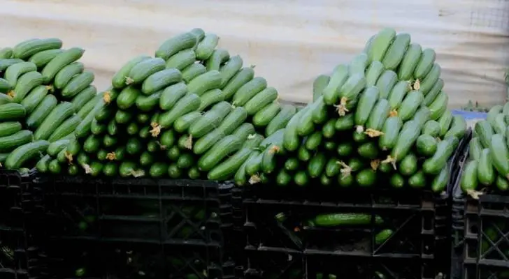 المغرب يرسخ ريادته في تزويد إسبانيا بالخيار باحتكار 75% من وارداتها