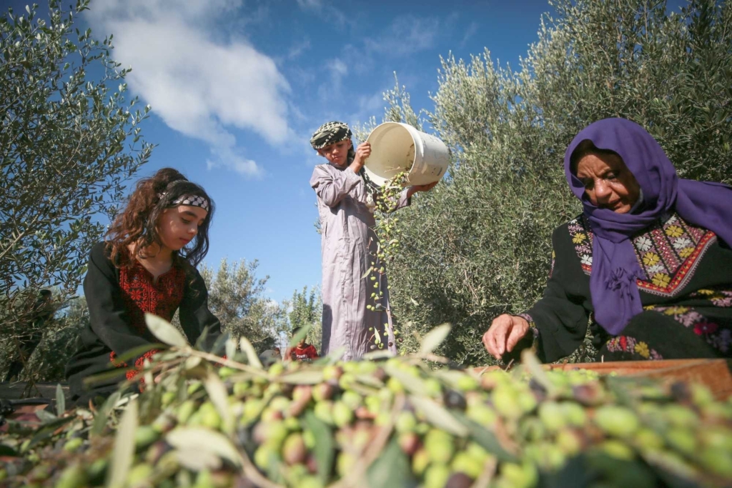 بدعم من وكالة بيت مال القدس.. انطلاق موسم قطف الزيتون بالقدس