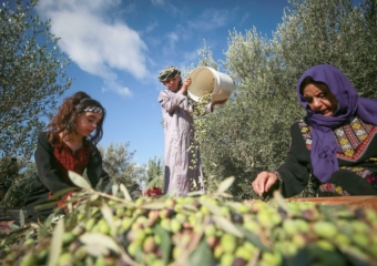 بدعم من وكالة بيت مال القدس.. انطلاق موسم قطف الزيتون بالقدس