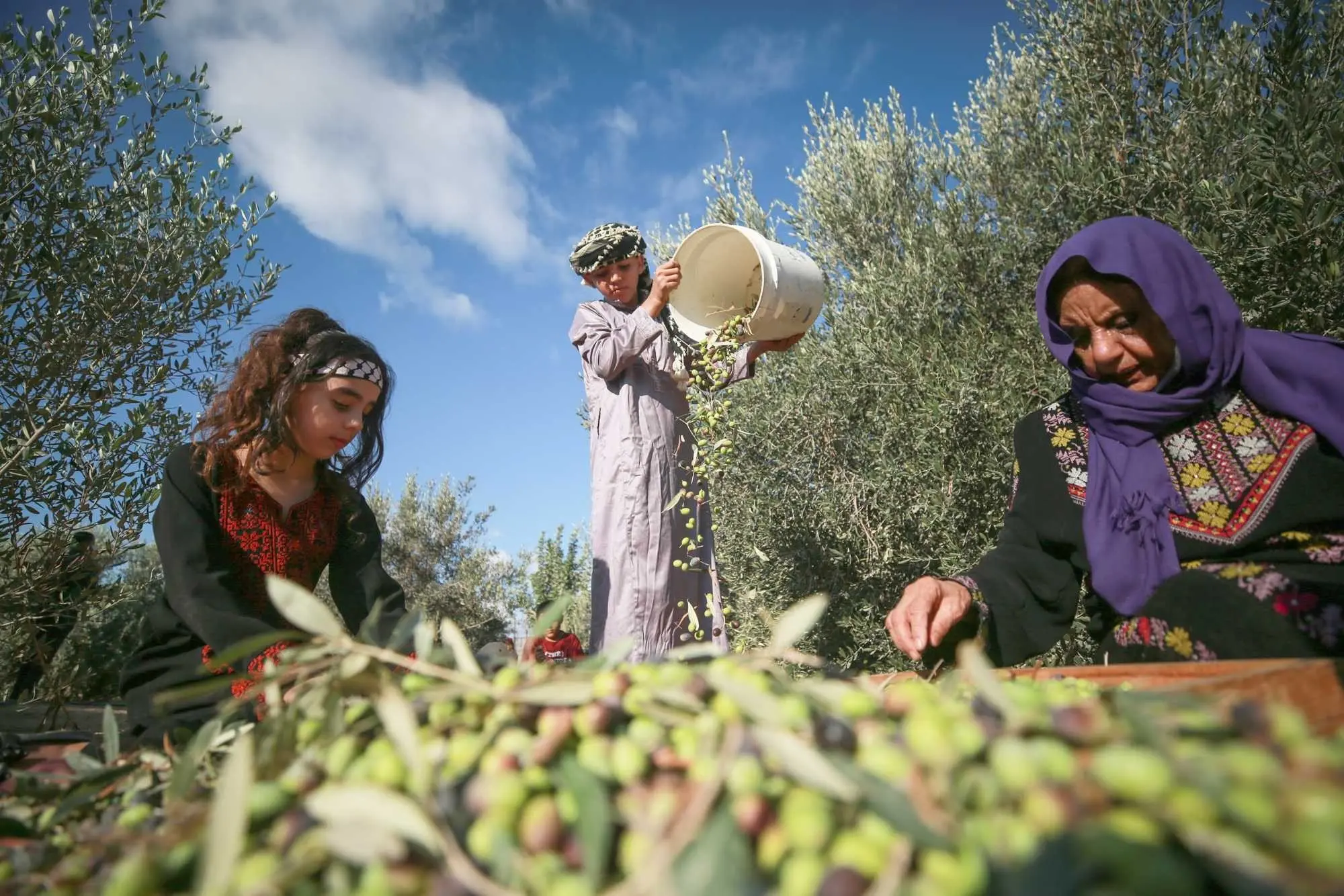 بدعم من وكالة بيت مال القدس.. انطلاق موسم قطف الزيتون بالقدس