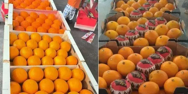 ارتفاع الإنتاج بـ20%.. المغرب يتفوق على مصر بسوق “البرتقال المبكر”