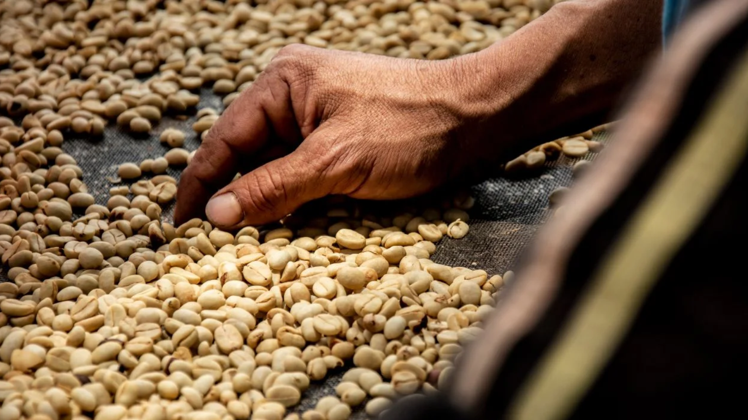 صادرات القهوة الرواندية تتجاوز 116 مليون دولار