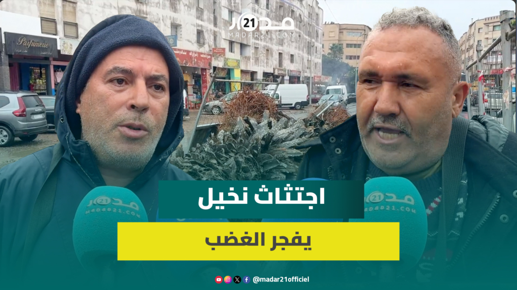 “جر.يمة” بيئية بالجديدة.. اقتلاع نخيل مُعَمِّر يثير موجة غضب وحقوقيون يطالبون بتدخل النيابة العامة