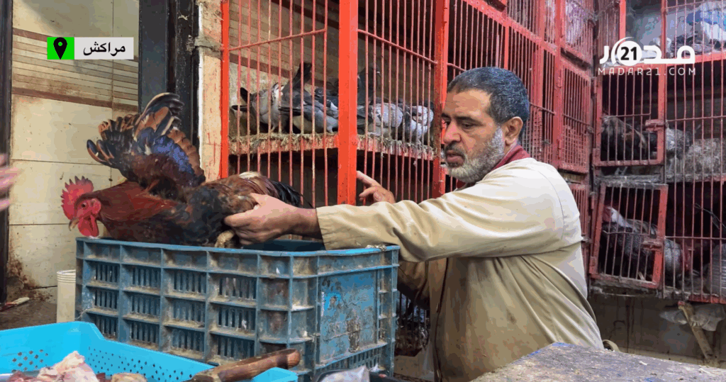 اتهامات لأصحاب الضيعات برفع أسعار الدجاج رغم وفرة العرض