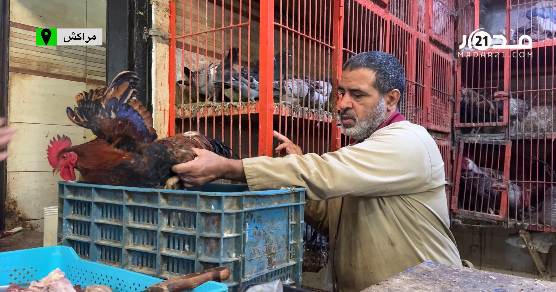 اتهامات لأصحاب الضيعات برفع أسعار الدجاج رغم وفرة العرض