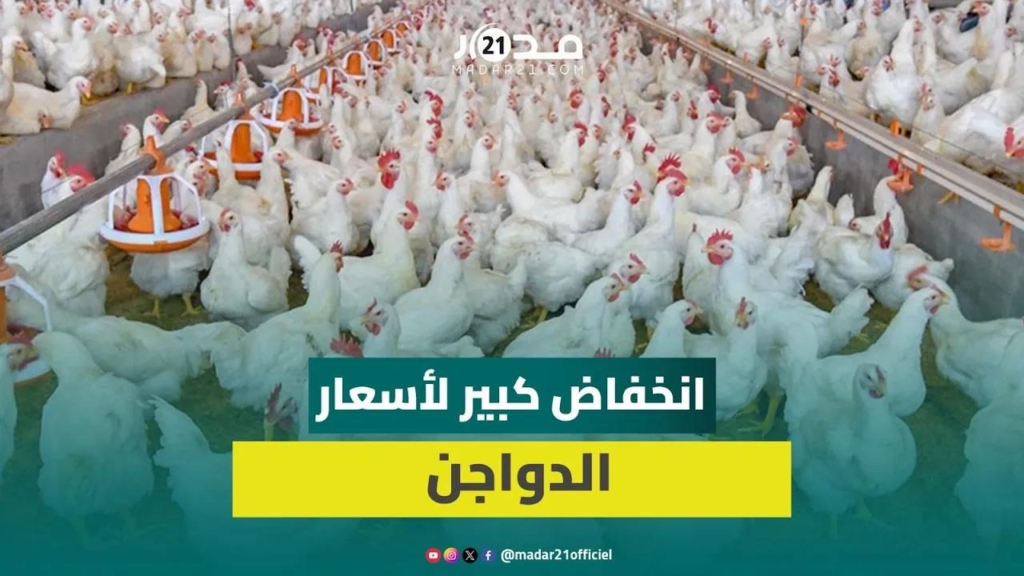 الركود ووفرة العرض يخفضان أسعار الدواجن لـ13درهما للكيلوغرام ومهني: الأسعار لايجب أن تتجاوز 15 درهما