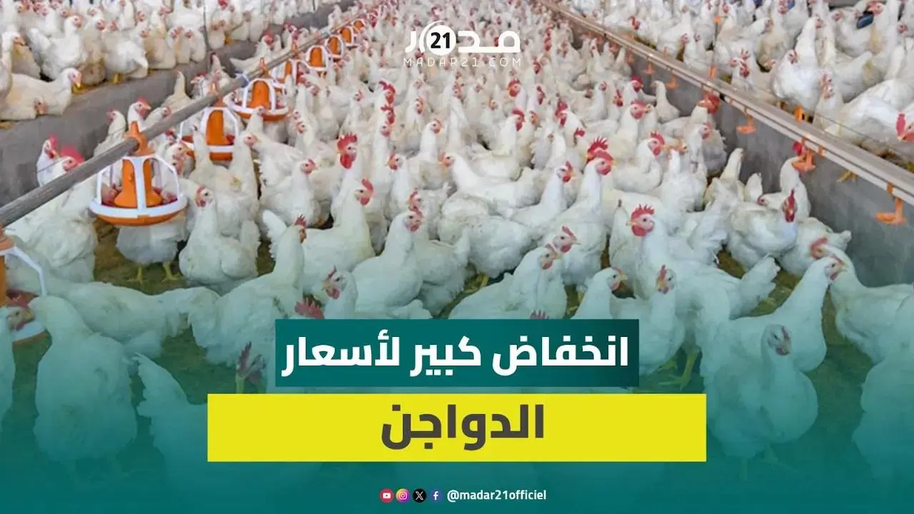 الركود ووفرة العرض يخفضان أسعار الدواجن لـ13درهما للكيلوغرام ومهني: الأسعار لايجب أن تتجاوز 15 درهما