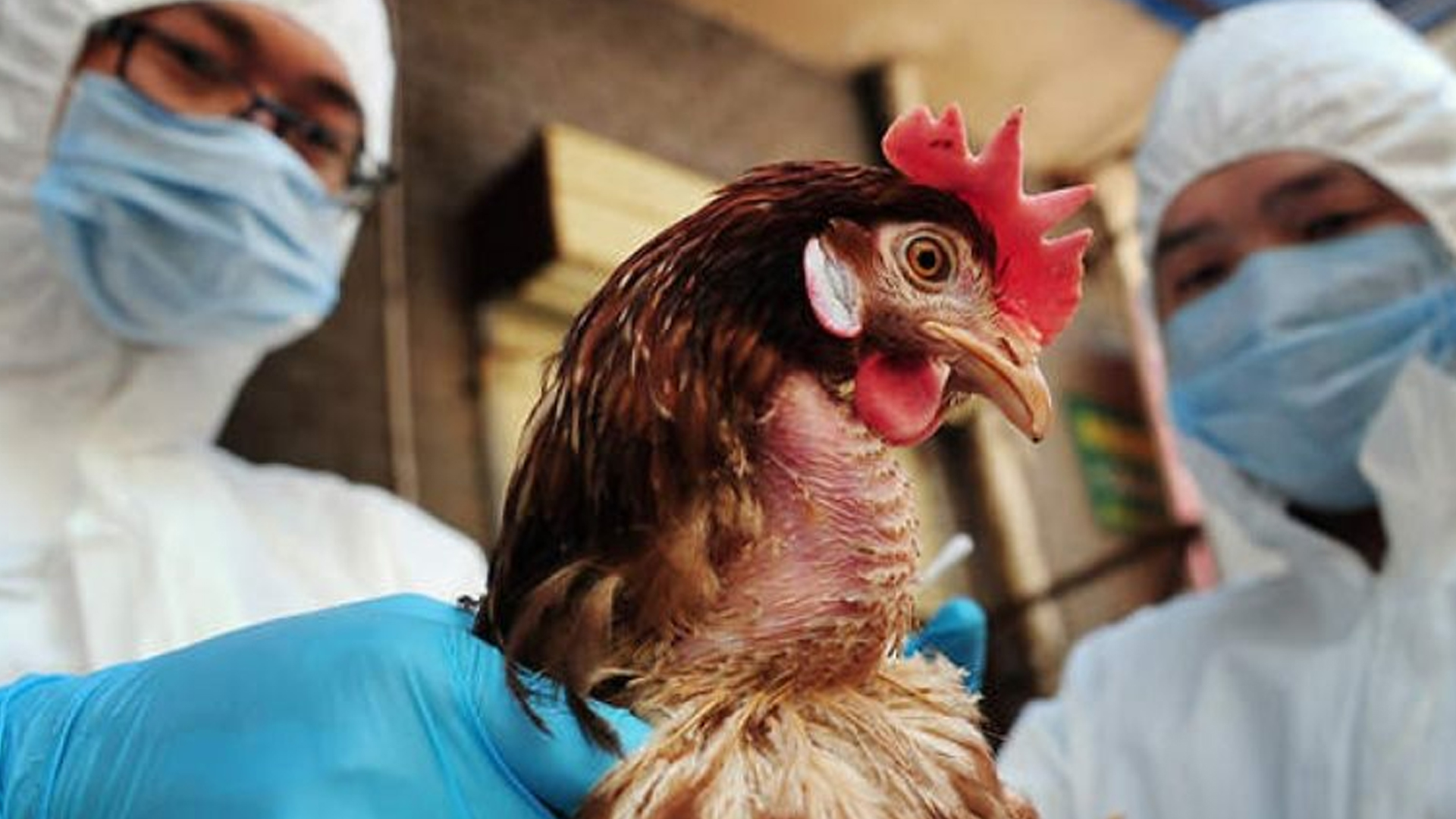 وسط تفشي إنفلونزا الطيور.. جدل بإسبانيا حول واردات الدواجن المغربية