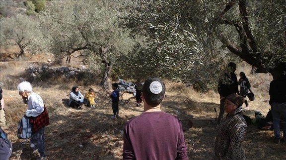 تقرير فلسطيني: إسرائيل اقتلعت 1608 أشجار زيتون