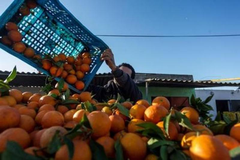 توقعات بارتفاع إنتاج الحوامض المغربية وتجاوز الصادرات645 ألف طن