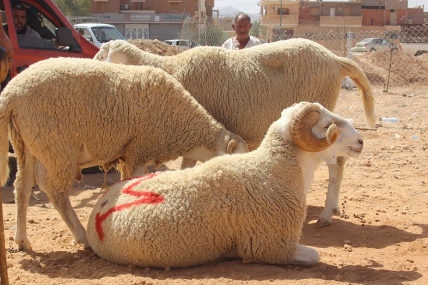 الجزائر تقرر استيراد مليون رأس من الأغنام لعيد الأضحى