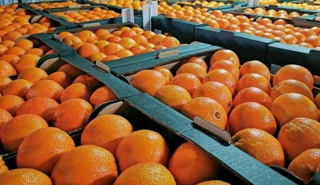 صادرات البرتقال المغربية تدر 61 مليون دولار وكندا وأمريكا في الصدارة