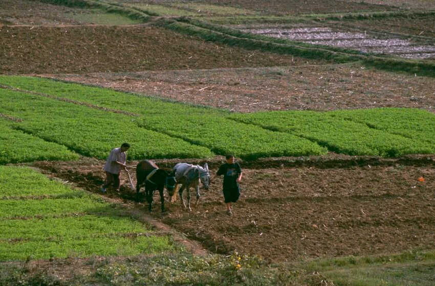 بعد 7 سنوات عجاف.. الأمطار تعيد الحياة للسلاسل الفلاحية بالصويرة