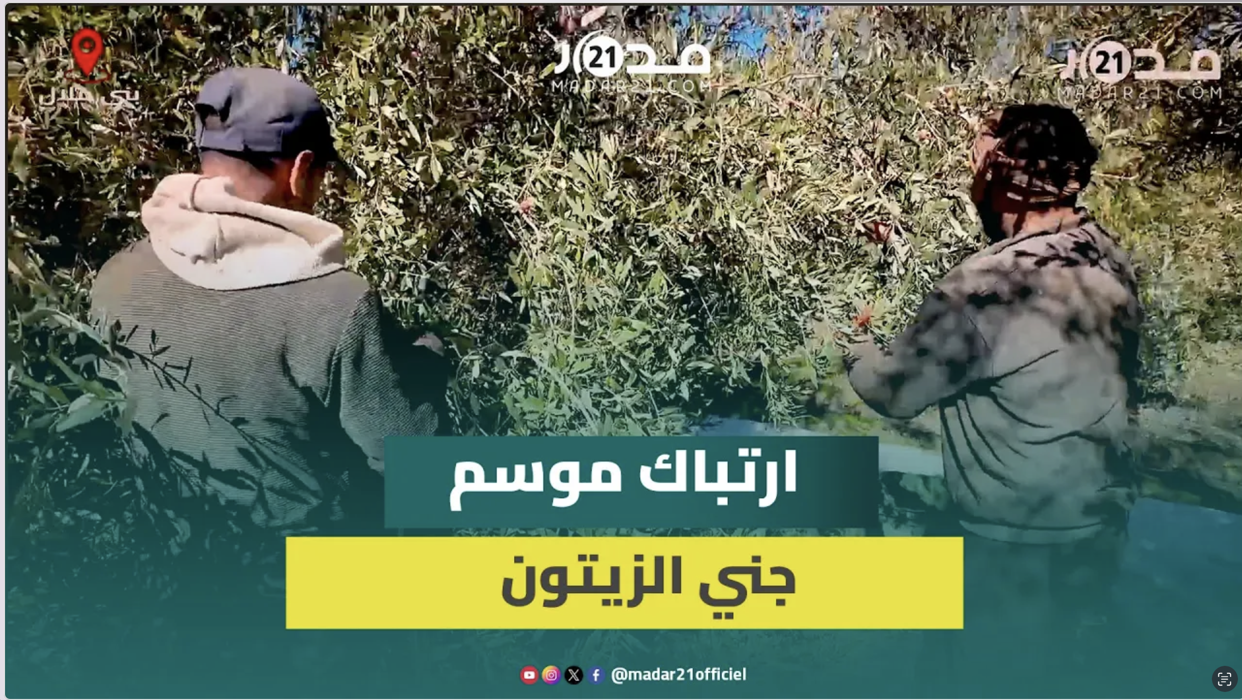 سوء تدبير وزارة الفلاحة يربك موسم جني الزيتون ببني ملال