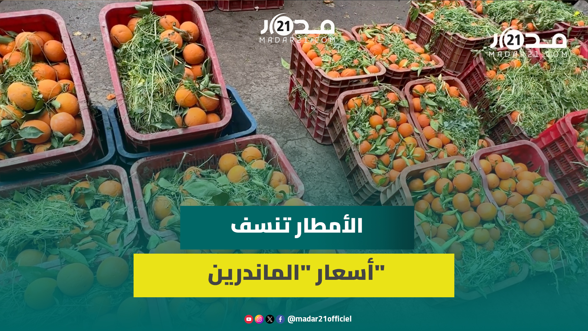 الأمطار تفسد محصول الماندرين وتربك حركة البيع بأسواق الجملة