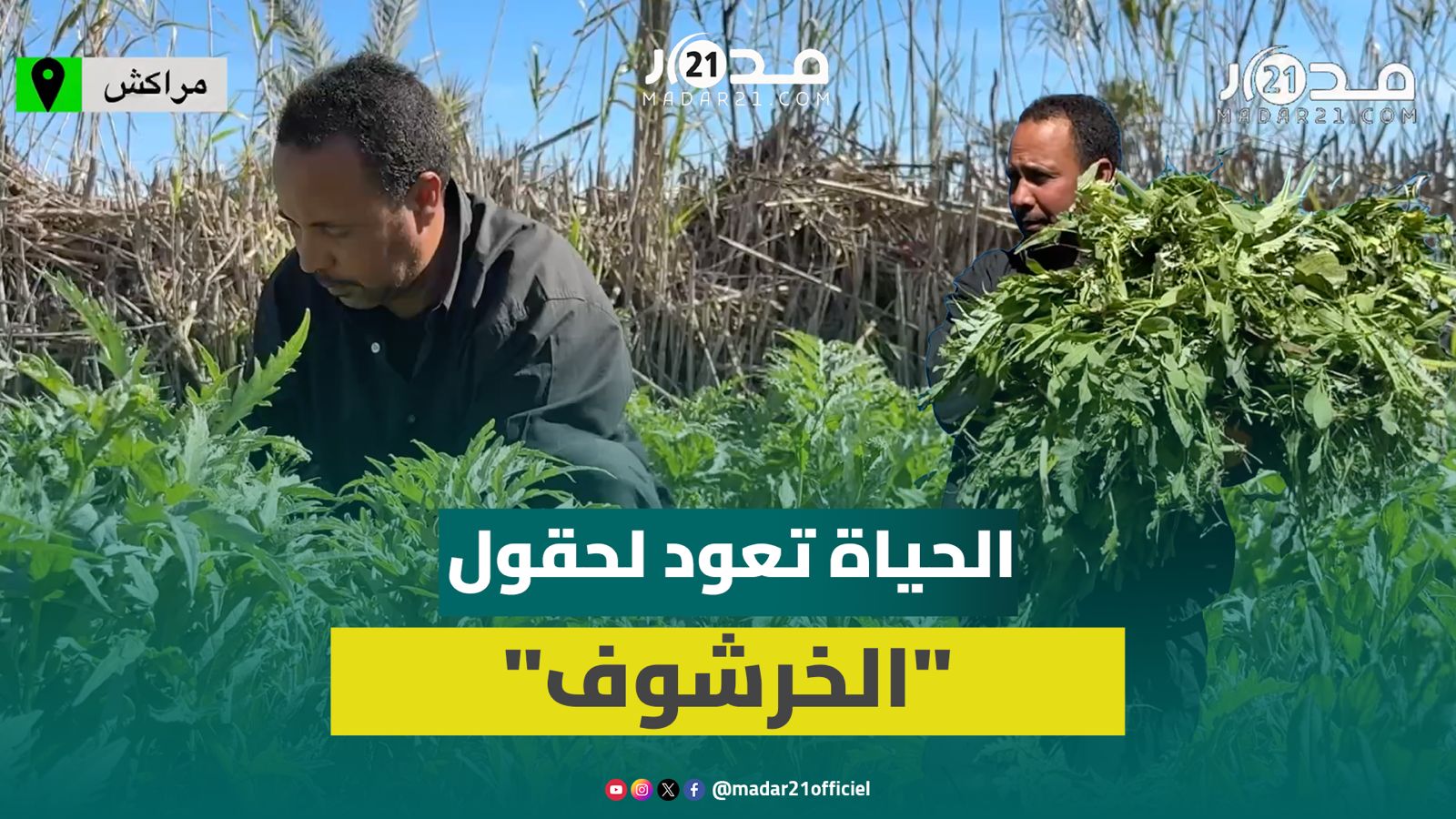 الارتياح يعلو وجوه الفلاحين بحوز مراكش وحقول الـ”خرشوف” تغتني بفضل الأمطار الأخيرة
